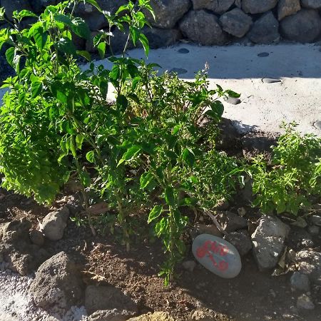 Finca Primavera El Paso Eksteriør bilde
