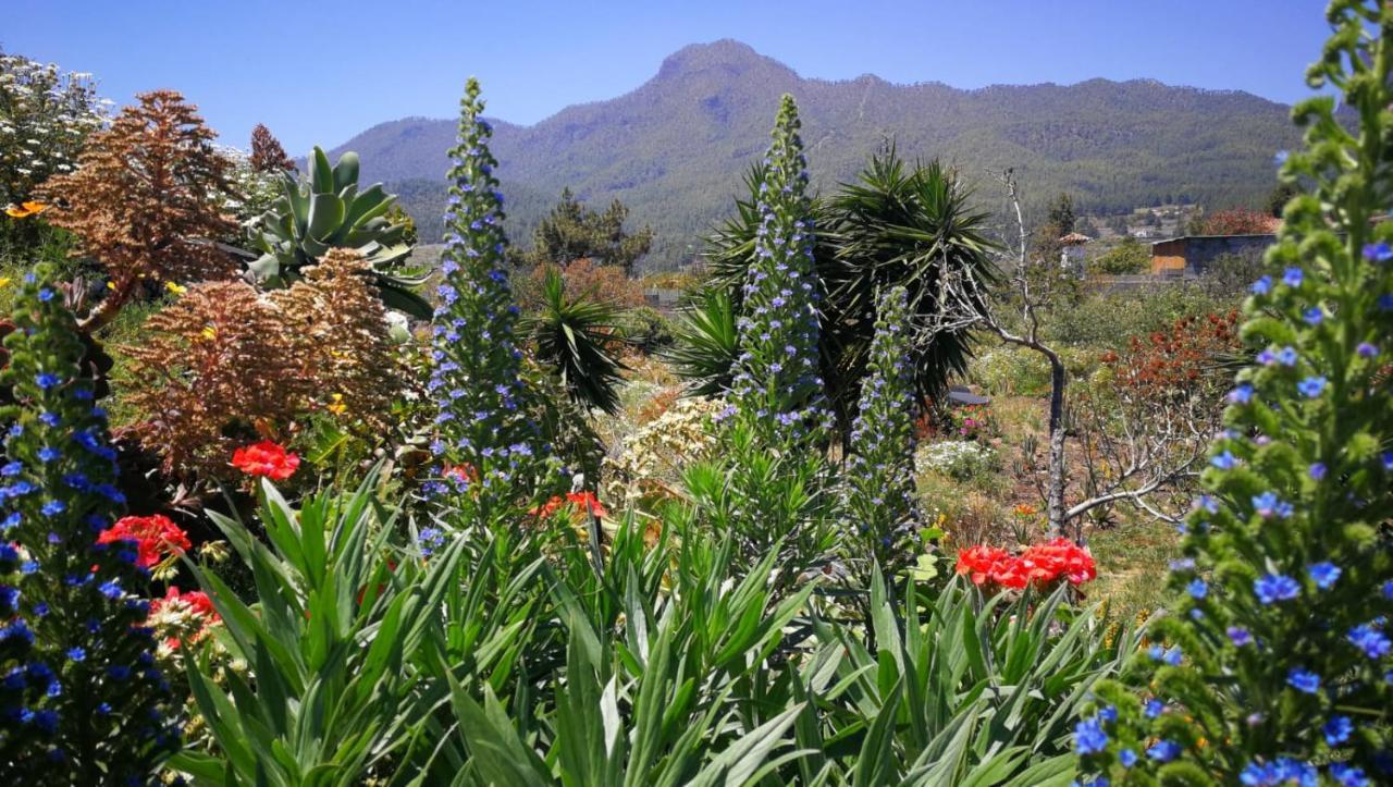 Finca Primavera El Paso Eksteriør bilde